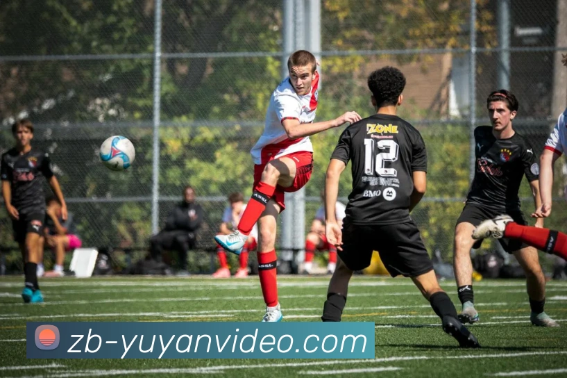 雨燕体育直播平台生态图